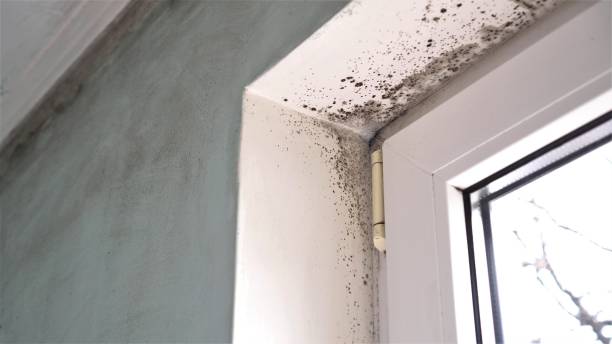 Best Certified Mold Removal  in Oak Point, TX