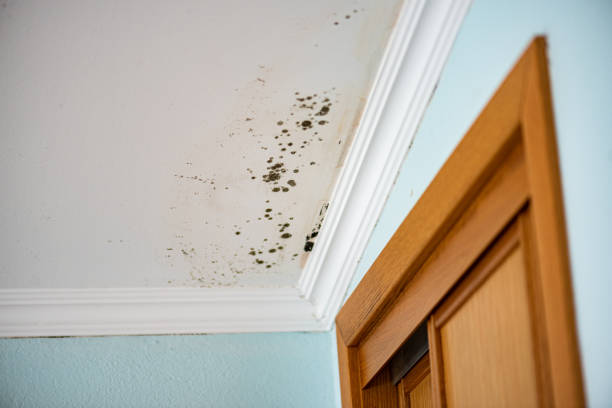 Best Residential Mold Removal  in Oak Point, TX