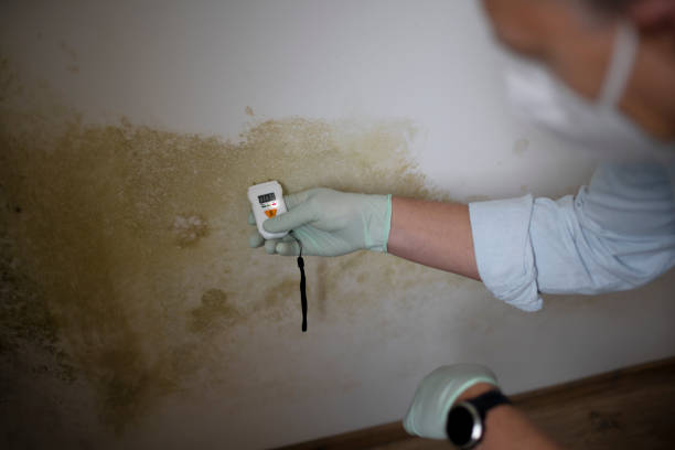 Best Residential Mold Removal  in Oak Point, TX