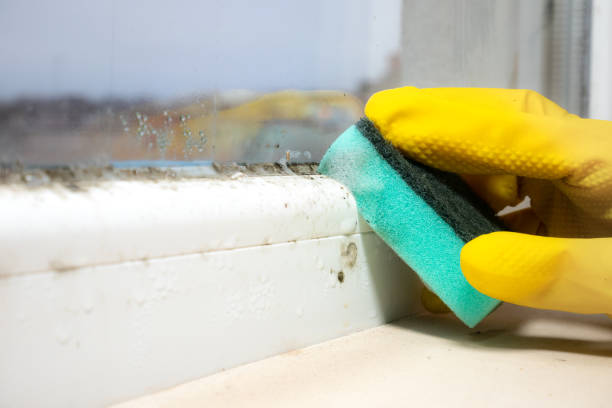 Office Mold Removal Services in Oak Point, TX
