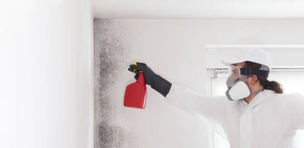 Trusted Oak Point, TX Mold Removal Experts