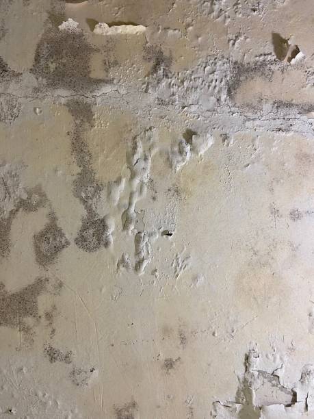 Best Mold Removal Near Me  in Oak Point, TX