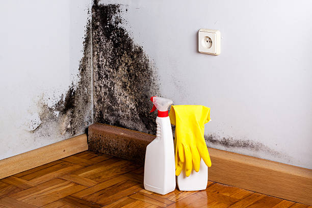 Best Emergency Mold Removal  in Oak Point, TX