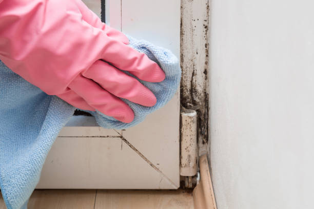 Oak Point, TX Mold Removal Company