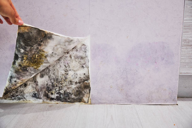 Best Best Mold Removal Companies  in Oak Point, TX
